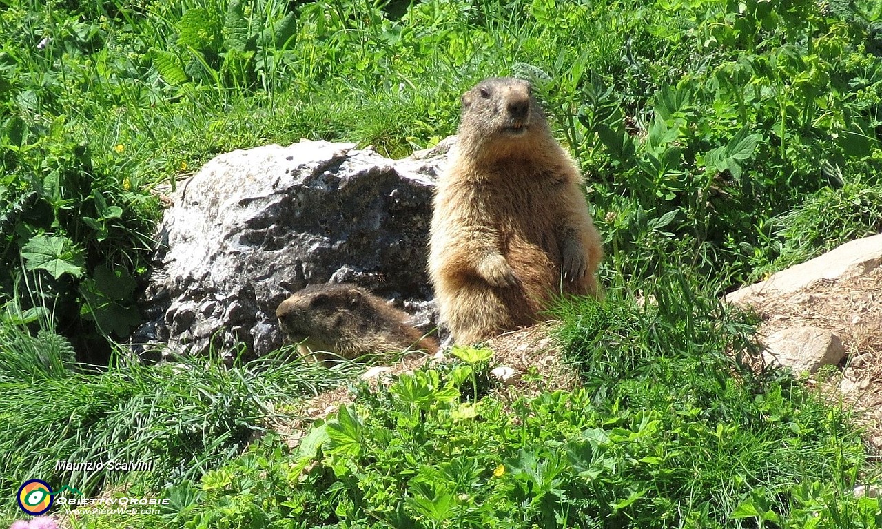 43 Ecco le mie prime marmotte di stagione....JPG